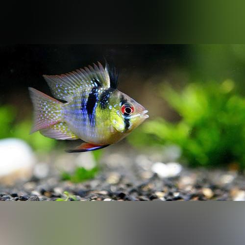 Ram Cichlids for Sale | AquariumFish.com