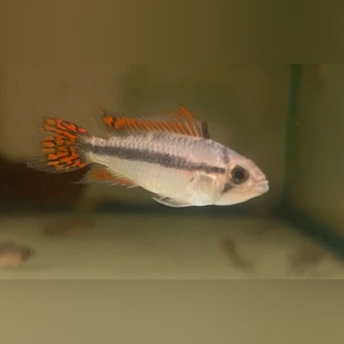 Apisto Cacatuoides Double Red (Pair)