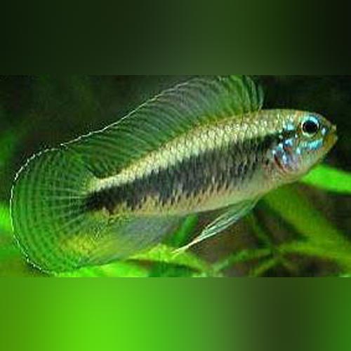 Apistogramma Iniridae Dwarf Cichlid