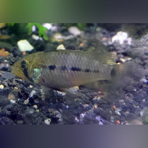 Apistogramma Macmasteri Dwarf Cichlid