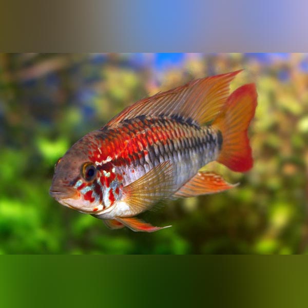 Apistogramma Sunset Dwarf Cichlid