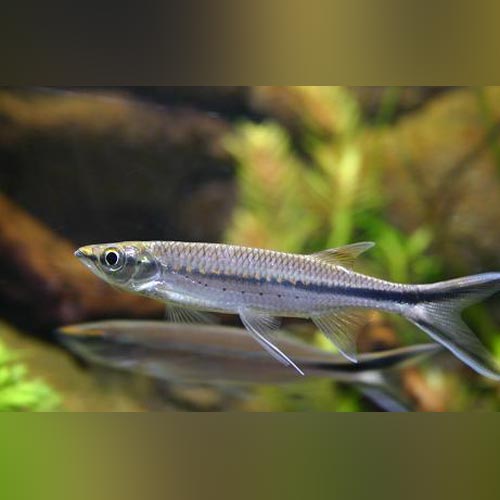 Apollo Shark for sale – AquariumFish.com