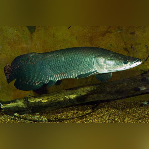 Arapaima