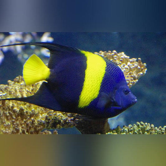 Saltwater Fish – AquariumFish.com