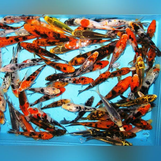 Koi F Koi – AquariumFish.com