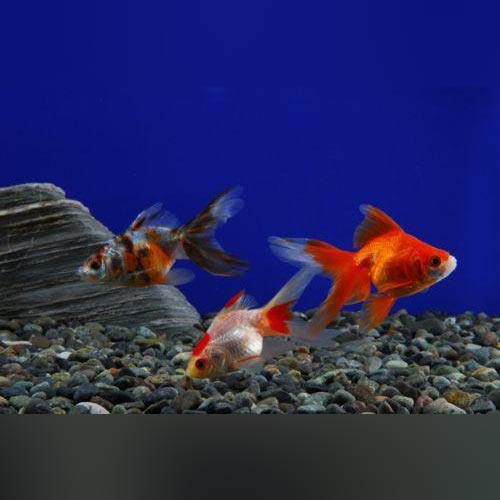 Assorted Fantail Goldfish 2" (Lot of 4)