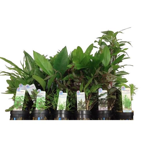 potted aquarium plants for sale Assorted Potted Plants for sale – AquariumFish.com