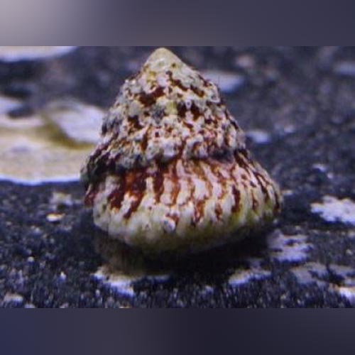 Astraea Snail