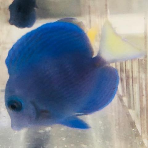 Atlantic Blue Tang