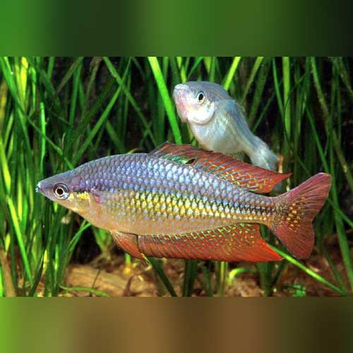 Australian rainbow fish online