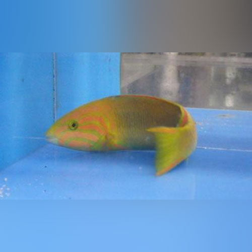 Banana Wrasse