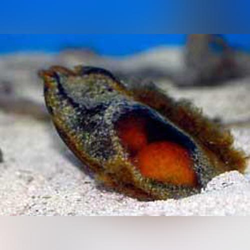 Banded Shark Eggs