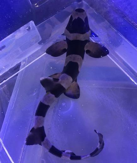 Banded Cat Shark