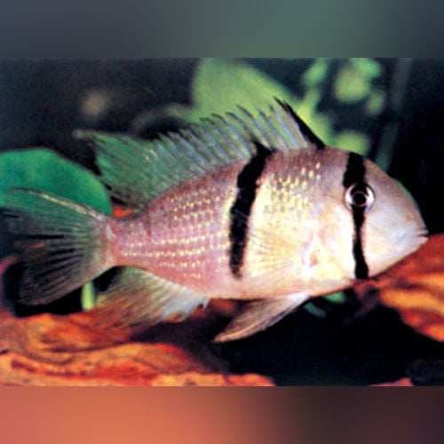 Bandit Cichlid