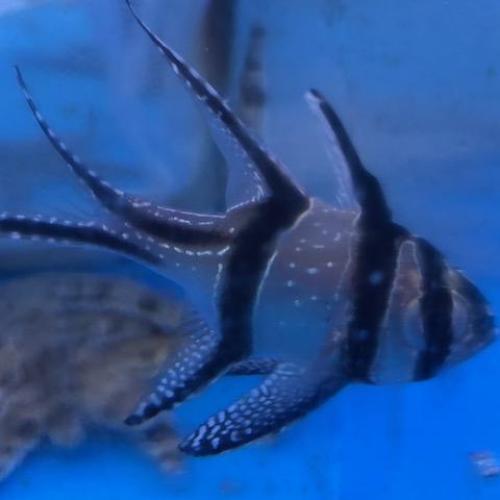 Banggai Cardinalfish