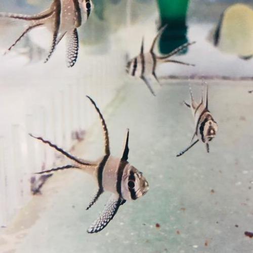 Banggai Cardinalfish