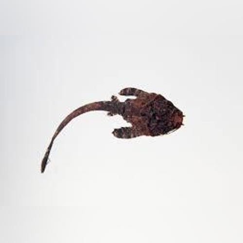Freshwater Specials – AquariumFish.com