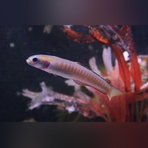Zebra Bar Goby for sale – AquariumFish.com
