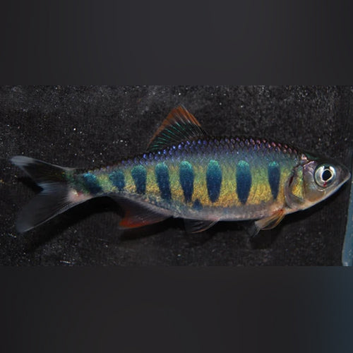 Barred Danio
