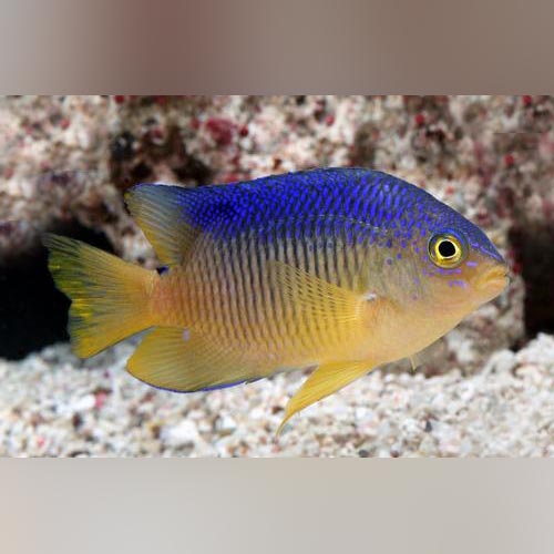 Beau Gregory Damselfish