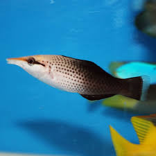 Brown Bird Wrasse (Female)