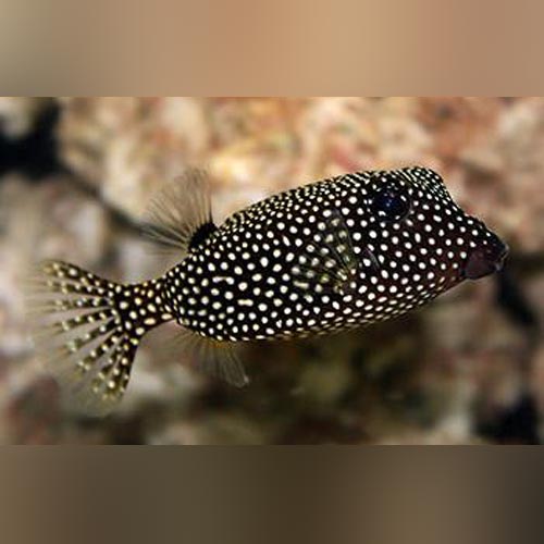Box Fish Rare Australian Ornate Boxfish On Display At The Birch