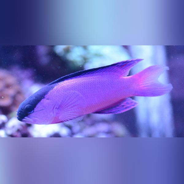 Basslets – AquariumFish.com