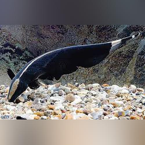 Black Ghost Knifefish