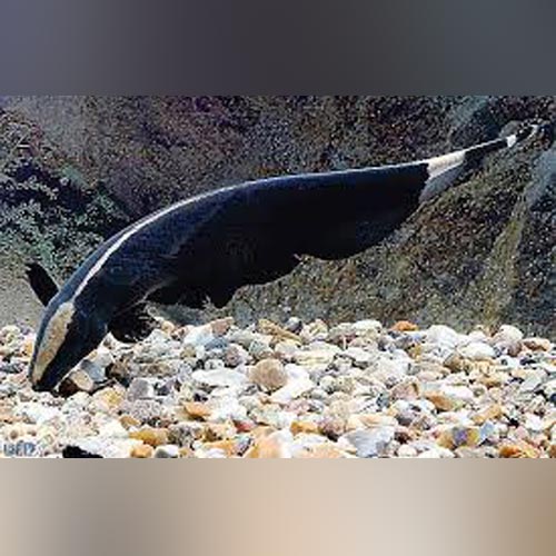 Black Ghost Knifefish for sale – AquariumFish.com