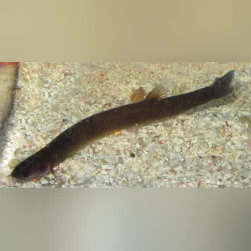 Black Java Loach Loaches – AquariumFish.com