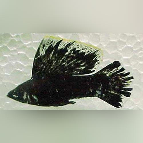 Dalmation Sailfin Molly (Pair)