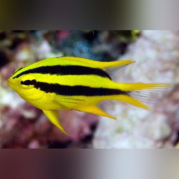 Black and Gold Chromis