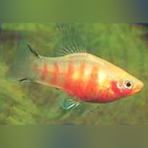 Bleeding Heart Platy