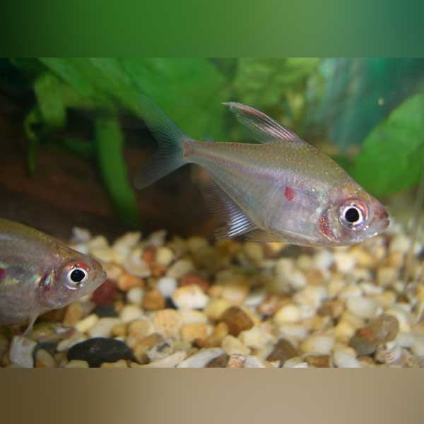 Bleeding Heart Tetra