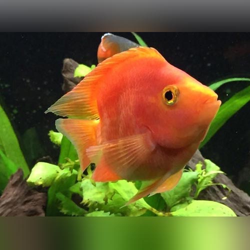 Red Parrot Cichlid