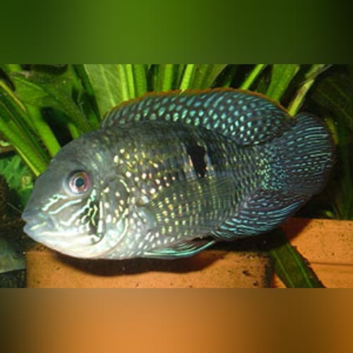 Blue Acara Cichlid