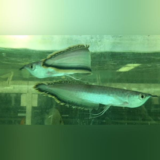 Blue Arowana