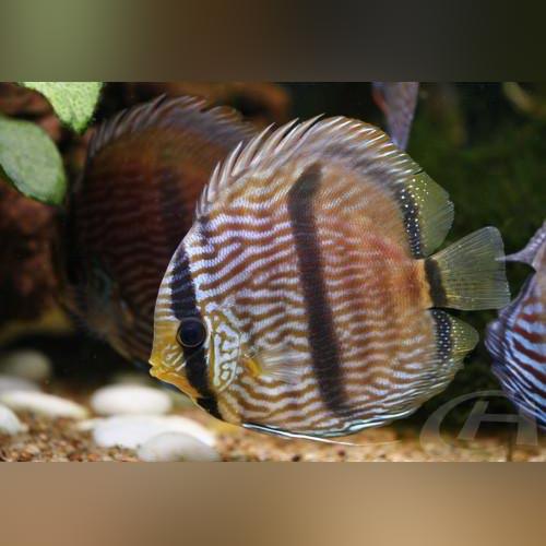 Blue Heckel Discus