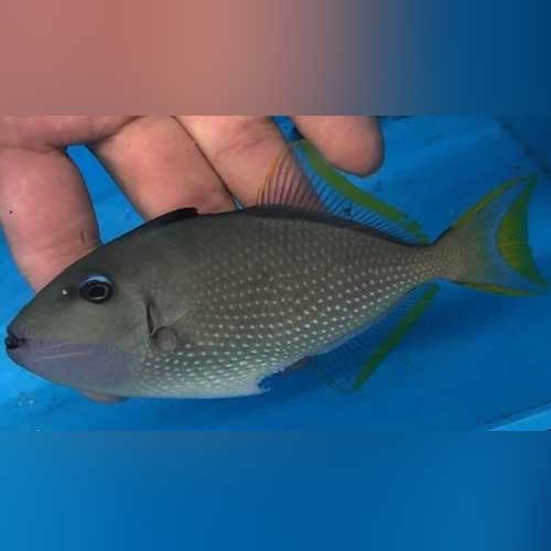 Blue Jaw Triggerfish (Male)