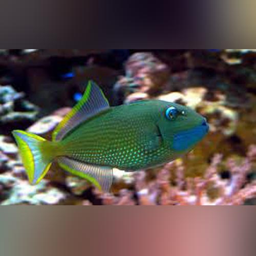 Blue Jaw Triggerfish (Male)