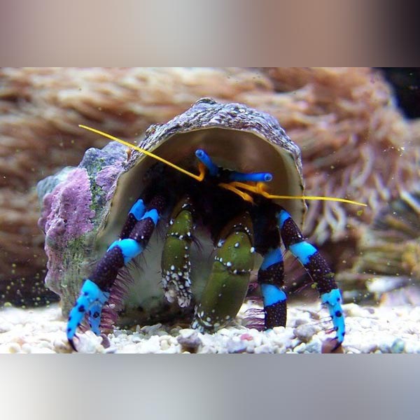 Blue-legged hermit crab with turbo shells saltwater aquarium