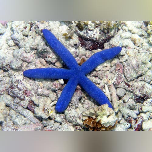 Blue Linckia Starfish for sale – AquariumFish.com