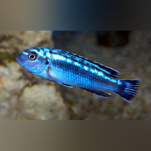 Maingano Electric Blue Cichlid