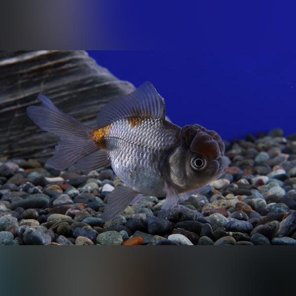 Blue Oranda Goldfish