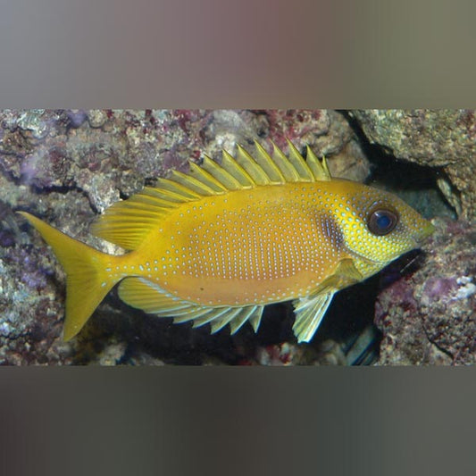 Rabbitfish – AquariumFish.com