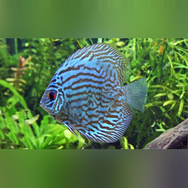 Turquoise Blue Discus Fish Blue Turquoise Discus for sale – AquariumFish.com