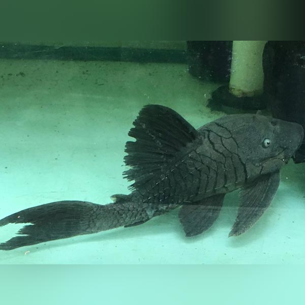 Blue Eyed Pleco