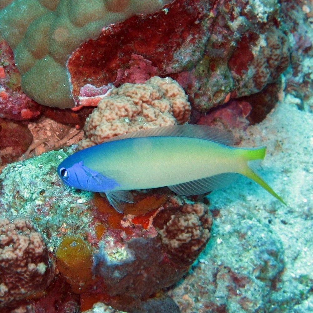 Tile Blue Face Goby