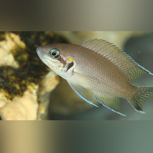 Brichardi Cichlid for sale – AquariumFish.com