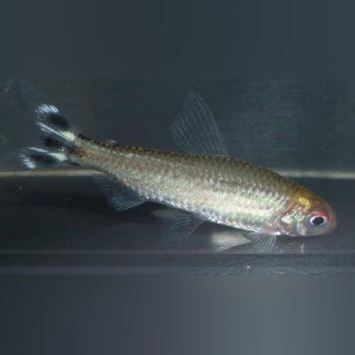 Brilliant Rummynose Tetra